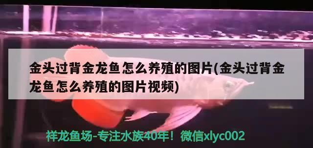 金頭過背金龍魚怎么養(yǎng)殖的圖片(金頭過背金龍魚怎么養(yǎng)殖的圖片視頻)