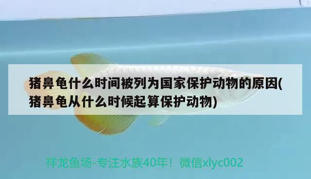 豬鼻龜什么時間被列為國家保護動物的原因(豬鼻龜從什么時候起算保護動物)
