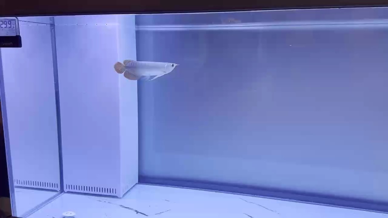 小紅龍入缸第一天 小紅龍入缸第一天 龍魚論壇