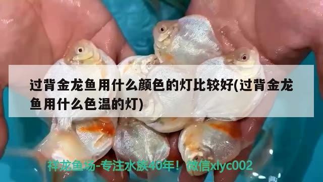 過背金龍魚用什么顏色的燈比較好(過背金龍魚用什么色溫的燈) 過背金龍魚用什么顏色的燈比較好(過背金龍魚用什么色溫的燈) 金龍魚百科