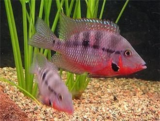 不常見的觀賞魚品種：不常見的觀賞魚品種不常見但又具有一定特色的觀賞魚品種