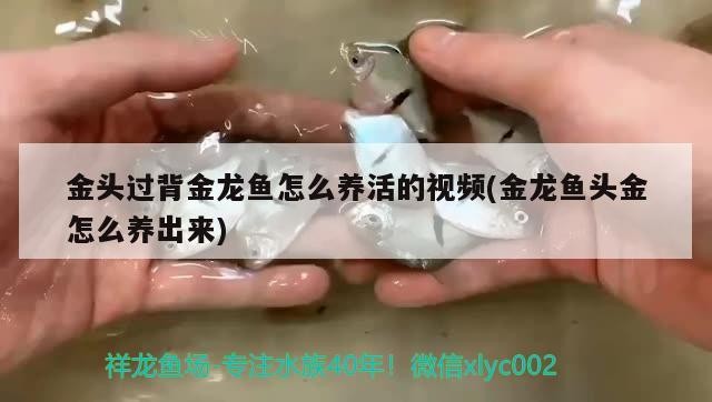 金頭過背金龍魚怎么養(yǎng)活的視頻(金龍魚頭金怎么養(yǎng)出來) 金頭過背金龍魚怎么養(yǎng)活的視頻(金龍魚頭金怎么養(yǎng)出來) 金龍魚百科