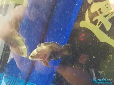 養(yǎng)紅龍魚需要多大的魚缸合適：養(yǎng)紅龍魚需要合適的魚缸尺寸
