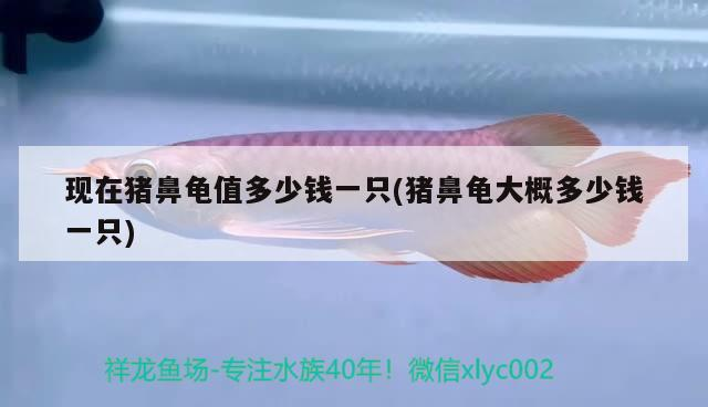 魚缸過濾器選購指南:自制魚缸過濾器魚缸上置過濾器對于養(yǎng)魚愛好者的必備知識 現(xiàn)在豬鼻龜值多少錢一只(豬鼻龜大概多少錢一只) 豬鼻龜百科 現(xiàn)在豬鼻龜值多少錢一只(豬鼻龜大概多少錢一只) 現(xiàn)在豬鼻龜值多少錢一只(豬鼻龜大概多少錢一只) 豬鼻龜百科