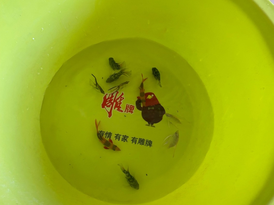 買魚 買魚 龍魚論壇 第2張