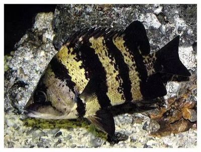 虎魚顏色變淺變白：虎魚的顏色變淺變白的原因