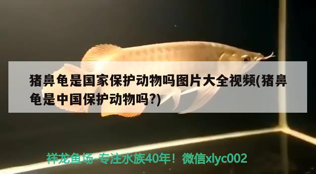 豬鼻龜是國家保護動物嗎圖片大全視頻(豬鼻龜是中國保護動物嗎?)