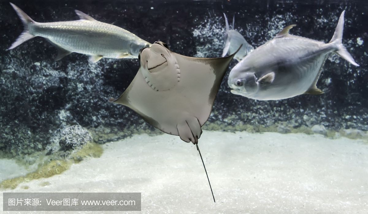灰色魟魚多大可以變黑：灰色魟魚多大可以變黑呢？