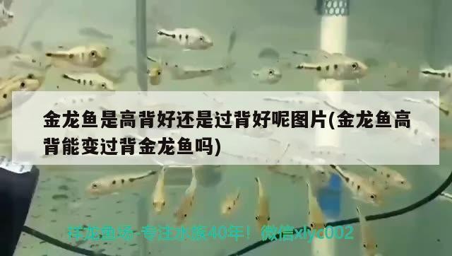 金龍魚是高背好還是過背好呢圖片(金龍魚高背能變過背金龍魚嗎)
