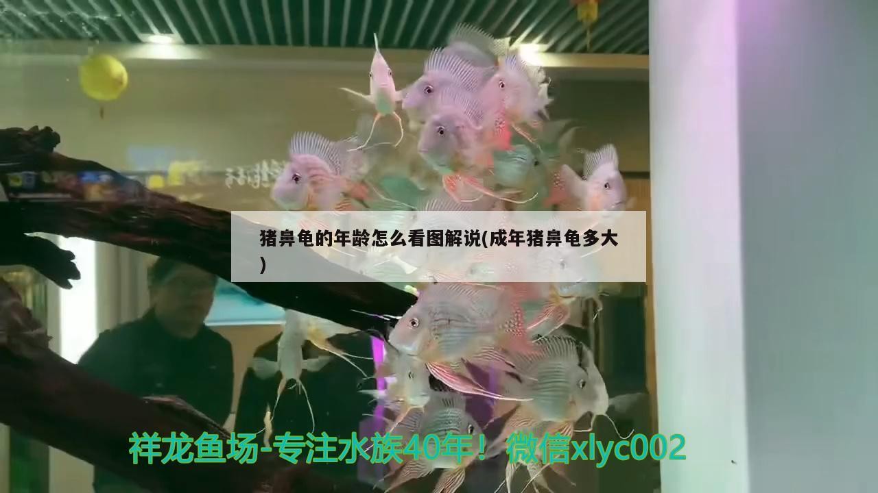 豬鼻龜?shù)哪挲g怎么看圖解說(shuō)(成年豬鼻龜多大)