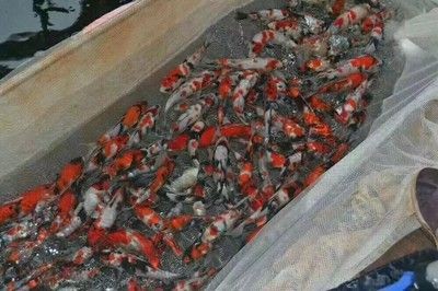 阿克蘇可麗愛魚缸專賣店：探索水族之美，阿克蘇可麗愛魚缸專賣店的精致世界 阿克蘇可麗愛魚缸專賣店：探索水族之美，阿克蘇可麗愛魚缸專賣店的精致世界 iwish愛唯希品牌魚缸 第1張
