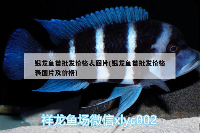 銀龍魚苗批發價格表圖片(銀龍魚苗批發價格表圖片及價格)