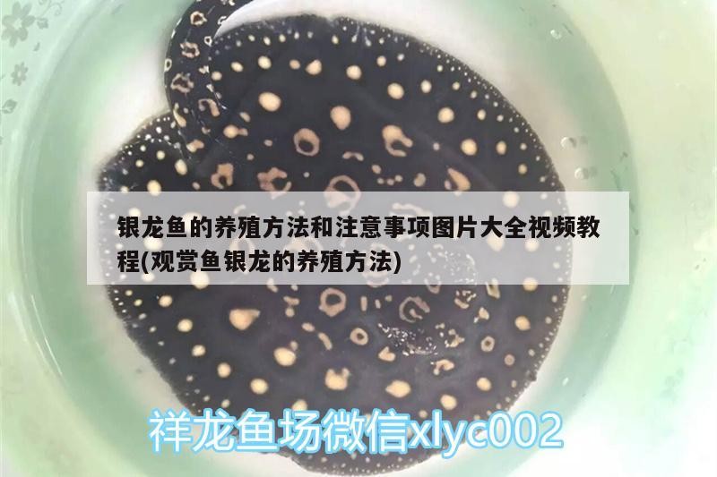 銀龍魚的養殖方法和注意事項圖片大全視頻教程(觀賞魚銀龍的養殖方法)