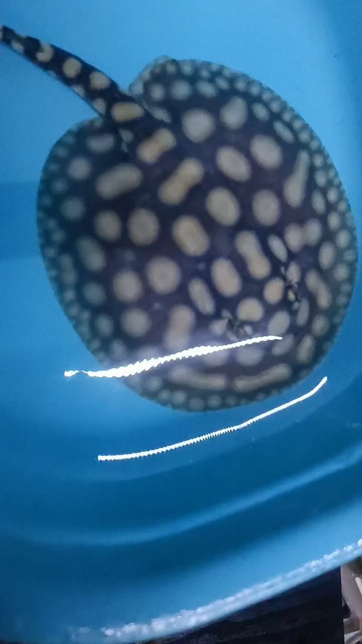 給大魚缸換水的作文:體驗給大魚缸換水的樂趣:體驗給大魚缸換水:給大魚缸換水的作文 發(fā)走 龍魚論壇 發(fā)走 發(fā)走 龍魚論壇