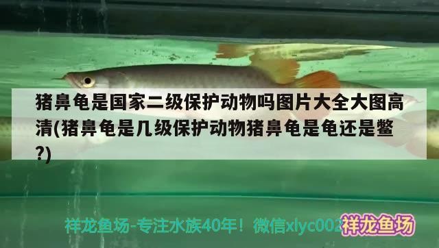 豬鼻龜是國家二級保護動物嗎圖片大全大圖高清(豬鼻龜是幾級保護動物豬鼻龜是龜還是鱉?)