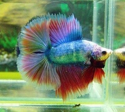 龍魚尾巴壞了能長好么vs祥龍魚場：祥龍魚場的龍魚品種介紹