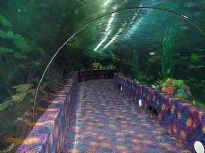 好玩的淡水觀賞魚（淡水觀賞魚品種有哪些）