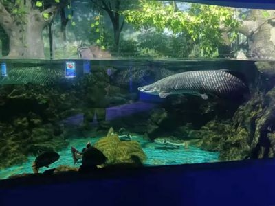好玩的淡水觀賞魚（淡水觀賞魚品種有哪些）