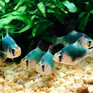 虎魚好養活嗎？：泰國虎魚和印度尼西亞虎魚的飼養難易程度
