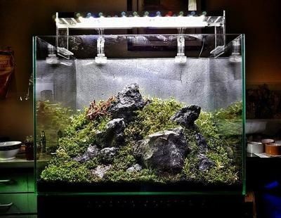 30厘米小魚缸簡單造景圖片：30厘米小魚缸簡單造景圖片案例