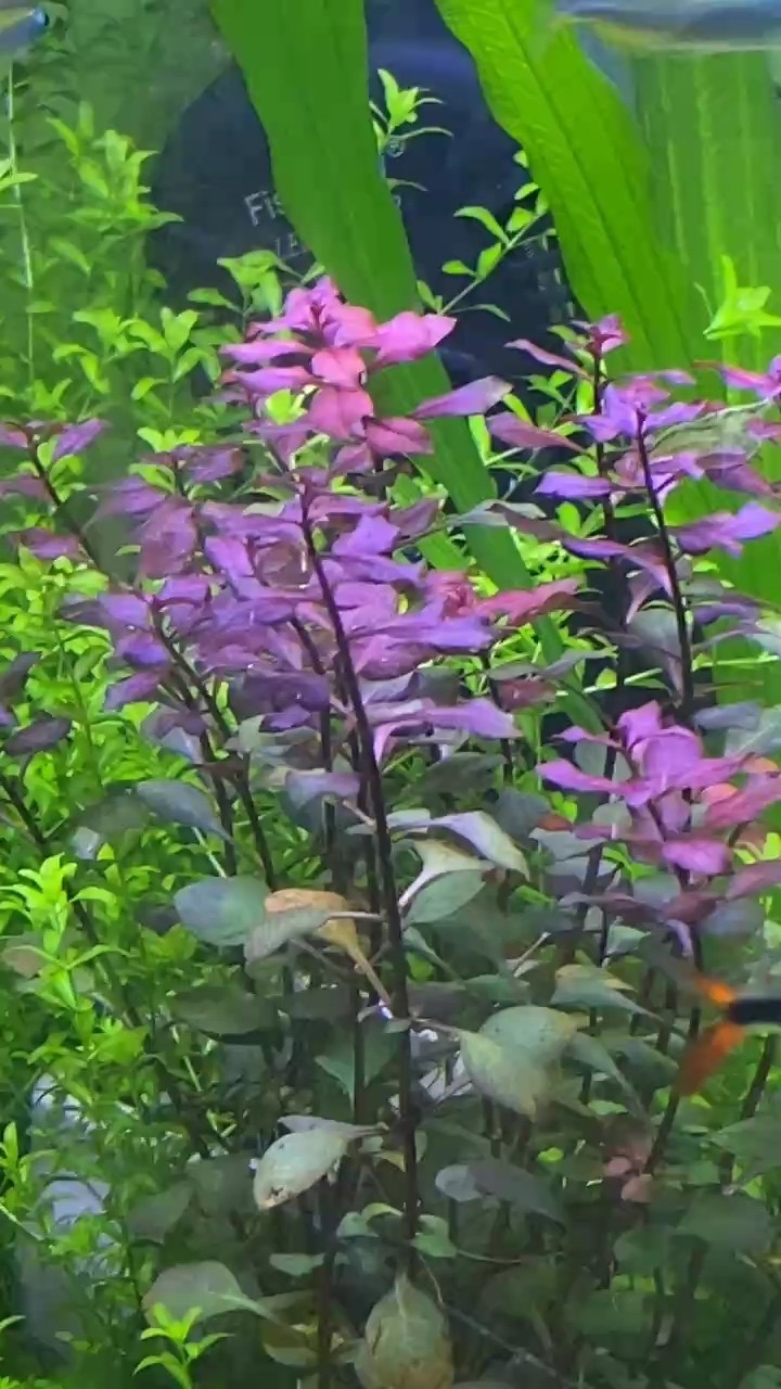 姹紫嫣紅