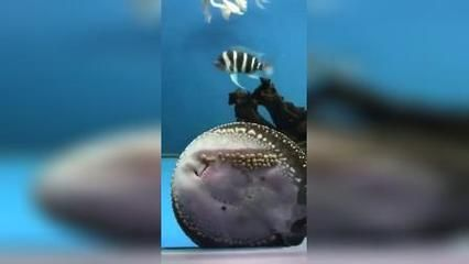 魟魚寶寶：魟魚寶寶是魟魚生命周期中的一個(gè)重要階段