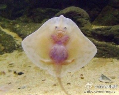 魟魚寶寶：魟魚寶寶是魟魚生命周期中的一個(gè)重要階段