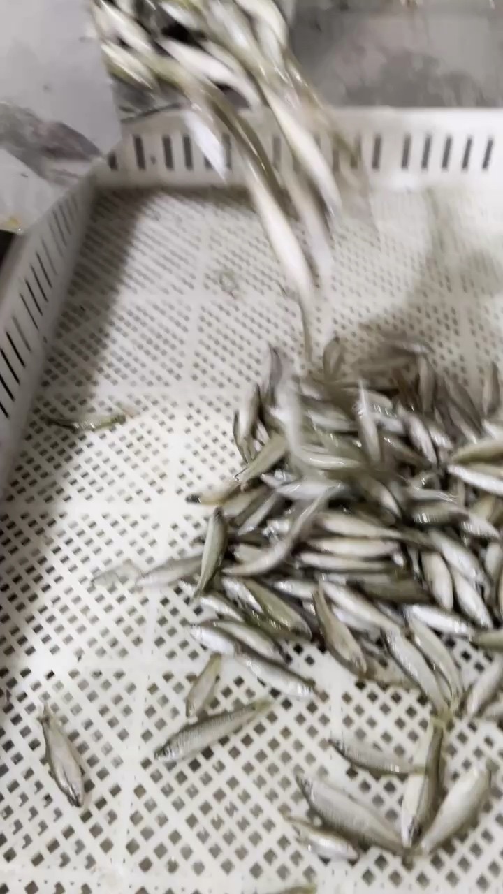 麥穗魚