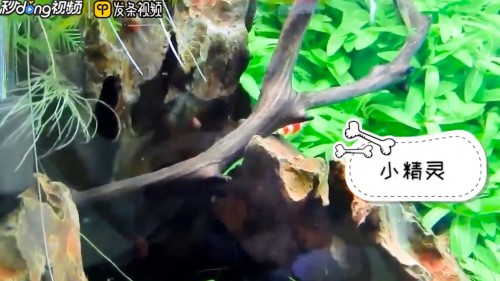 森森魚缸質量怎么樣有漏水的現象嗎（森森魚缸質量怎么樣?）
