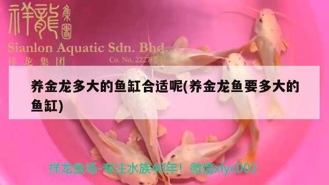 養金龍多大的魚缸合適呢(養金龍魚要多大的魚缸) 養金龍多大的魚缸合適呢(養金龍魚要多大的魚缸) 魚缸百科