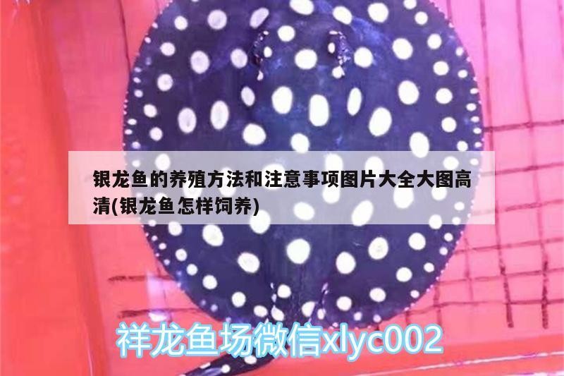 銀龍魚的養(yǎng)殖方法和注意事項圖片大全大圖高清(銀龍魚怎樣飼養(yǎng))
