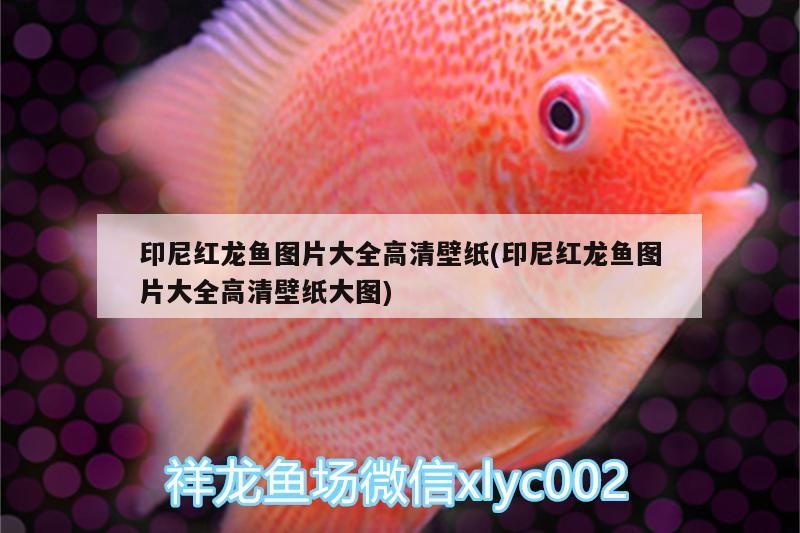 印尼紅龍魚(yú)圖片大全高清壁紙(印尼紅龍魚(yú)圖片大全高清壁紙大圖)