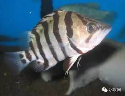 虎魚能喂泥鰍嗎：虎魚可以喂泥鰍嗎 虎魚能喂泥鰍嗎：虎魚可以喂泥鰍嗎 虎魚百科 第3張