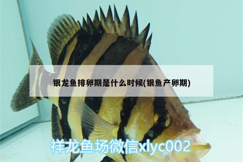 魚缸 銀龍魚排卵期是什么時候(銀魚產卵期) 銀龍魚百科 銀龍魚排卵期是什么時候(銀魚產卵期) 銀龍魚排卵期是什么時候(銀魚產卵期) 銀龍魚百科