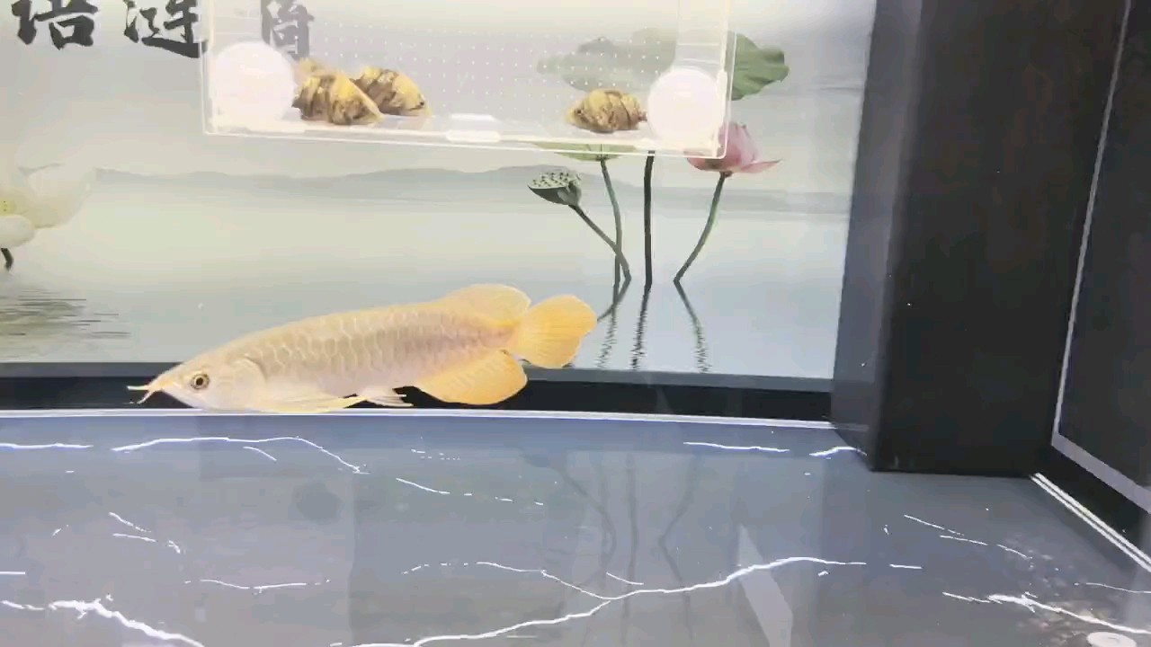 堅持愛好！清洗過濾棉。