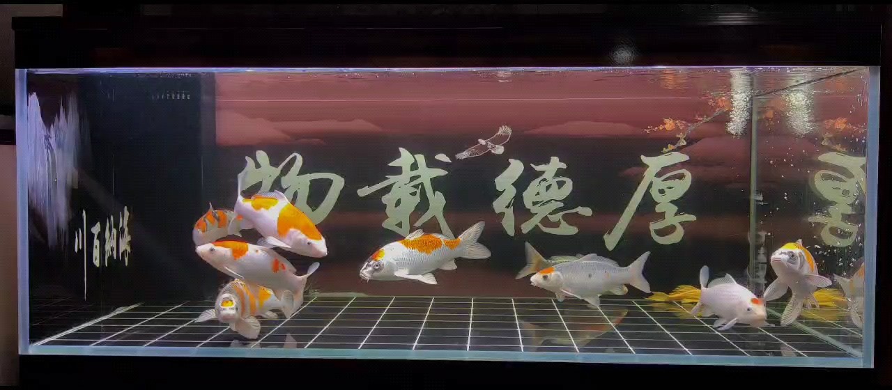 九鯉
