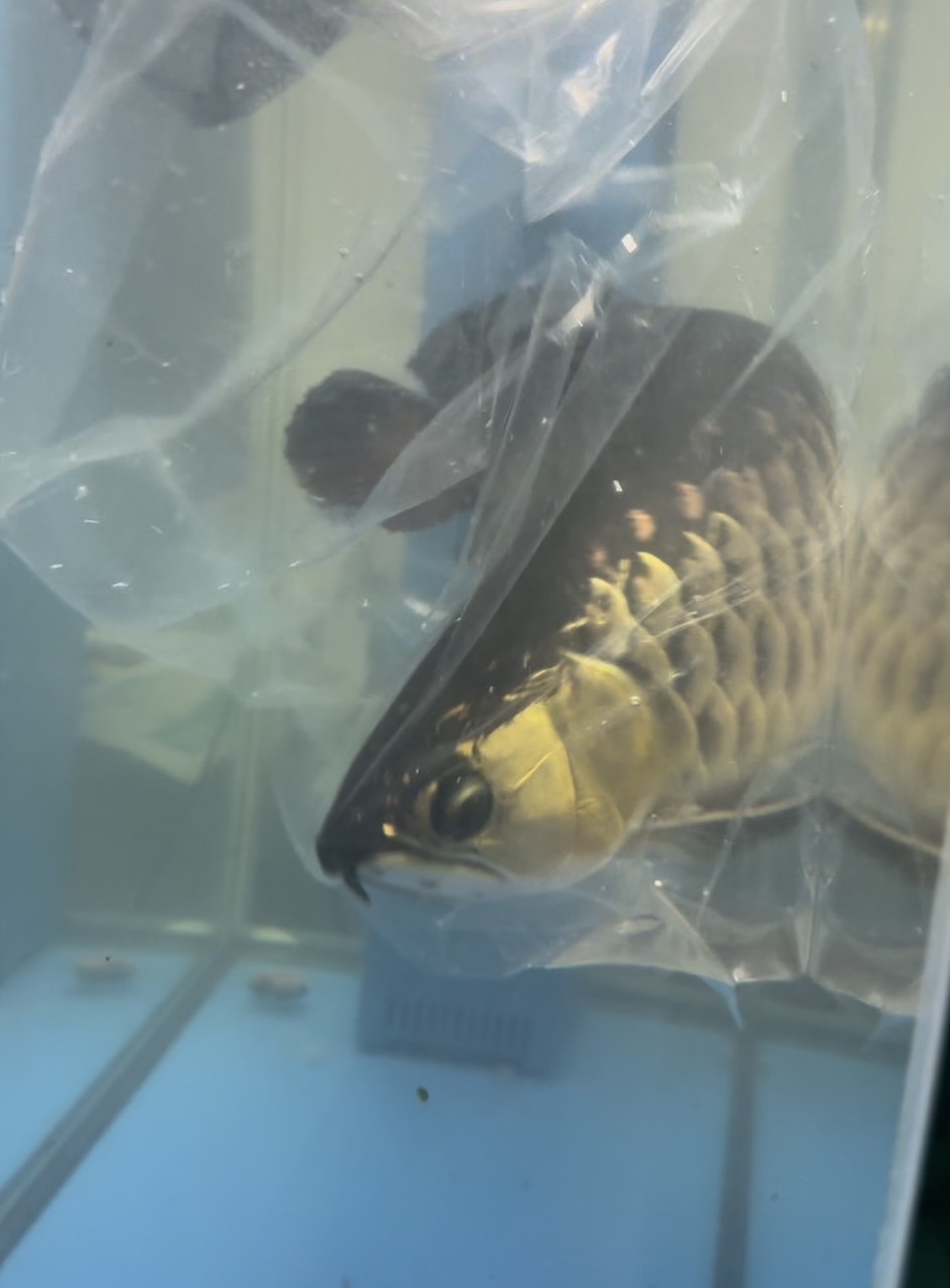 五年，龍魚長很大，繼續養得換更大的魚缸，最近要搬家，只能把小豬唯一的室友龍魚請走了。留下小豬，在一個超小缸過渡性蝸居了一個月，然后正好夏天，新家的室外魚池也弄好了，小豬住進戶外大豪宅。 五年，龍魚長很大，繼續養得換更大的魚缸，最近要搬家，只能把小豬唯一的室友龍魚請走了。留下小豬，在一個超小缸過渡性蝸居了一個月，然后正好夏天，新家的室外魚池也弄好了，小豬住進戶外大豪宅。 龍魚論壇 第3張