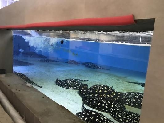 魟魚(yú)燒邊爛尾怎么治療：魟魚(yú)燒邊爛尾怎么辦