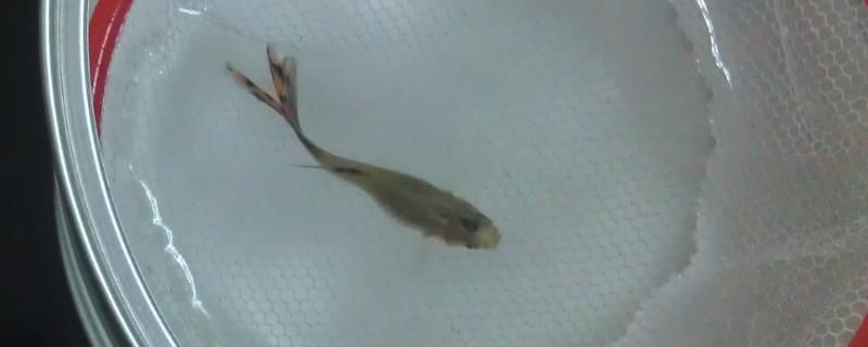 魟魚(yú)燒邊爛尾怎么治療：魟魚(yú)燒邊爛尾怎么辦