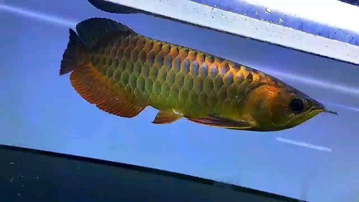 龍魚換水需要加鹽嗎vs祥龍魚場：祥龍魚場的評價如何龍魚換水頻率及注意事項