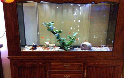 鸚鵡魚和銀龍魚混養(yǎng)怎樣喂食 高檔魚缸品牌十大排名榜有哪些(高檔魚缸品牌十大排名榜有哪些牌子) iwish愛唯希品牌魚缸 高檔魚缸品牌十大排名榜有哪些(高檔魚缸品牌十大排名榜有哪些牌子) 高檔魚缸品牌十大排名榜有哪些(高檔魚缸品牌十大排名榜有哪些牌子) iwish愛唯希品牌魚缸