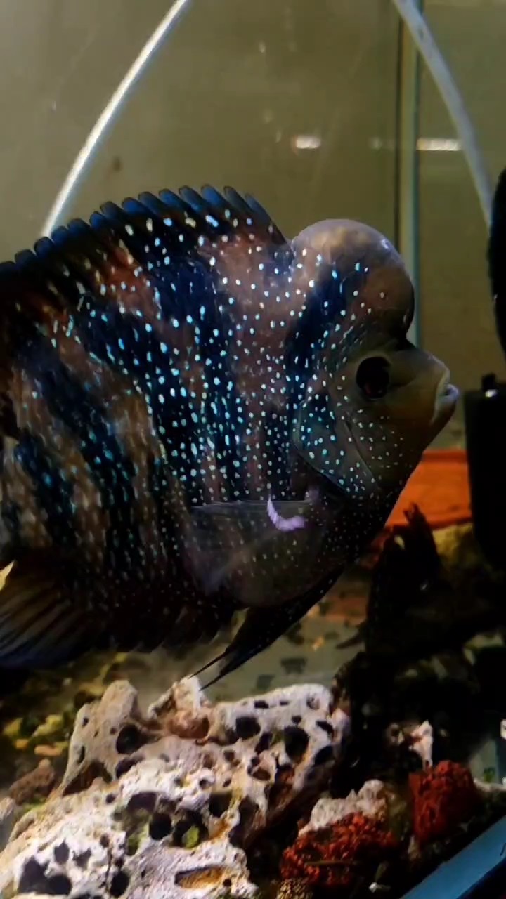 小雜魚(yú)成年了