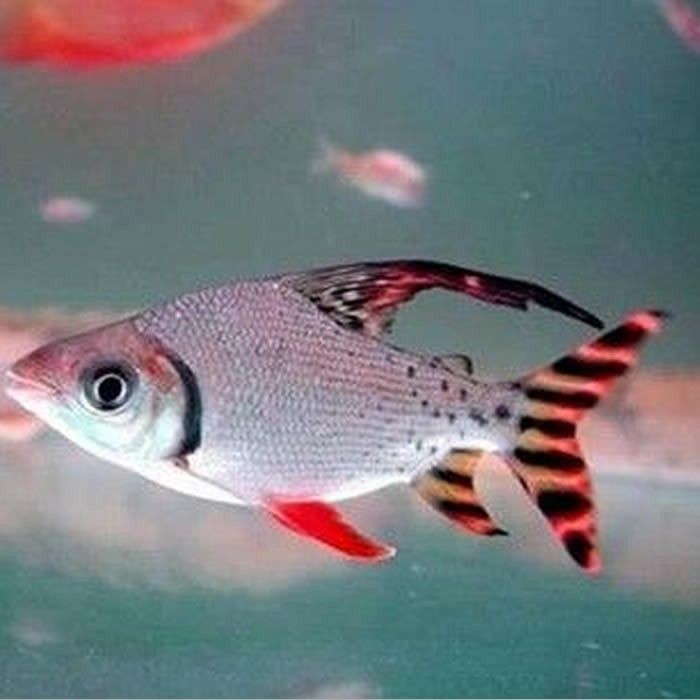 四紋虎魚紋路遺傳規律，四紋虎魚的紋路遺傳規律