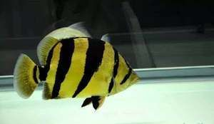 四紋虎魚紋路遺傳規律，四紋虎魚的紋路遺傳規律