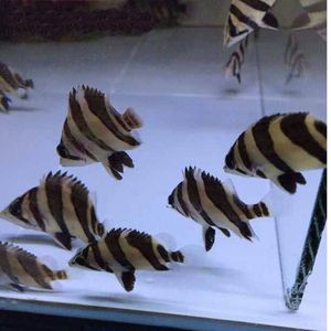 四紋虎魚紋路遺傳規律，四紋虎魚的紋路遺傳規律