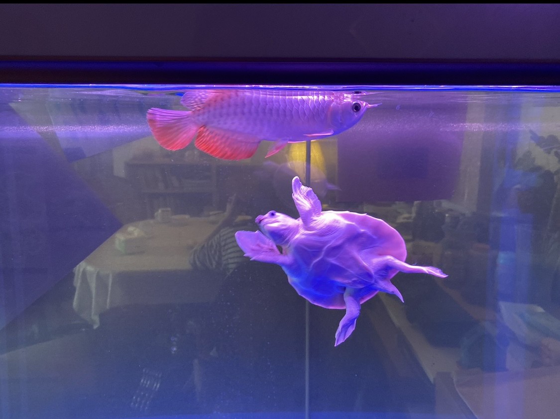 半年后，來了一條龍魚！好伙伴不打架。
