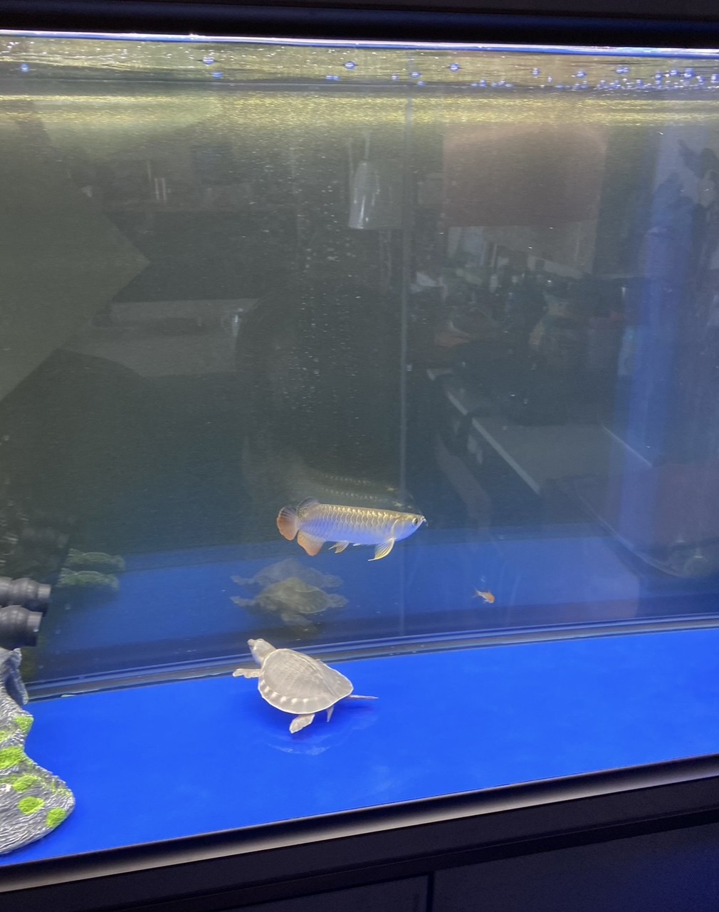 半年后，來了一條龍魚！好伙伴不打架。