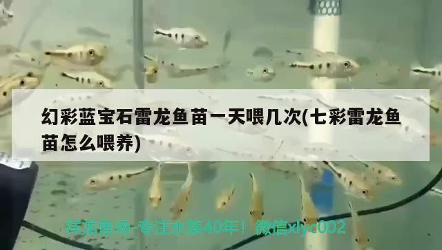 幻彩藍寶石雷龍魚苗一天喂幾次(七彩雷龍魚苗怎么喂養(yǎng))