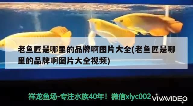 老魚匠是哪里的品牌啊圖片大全(老魚匠是哪里的品牌啊圖片大全視頻)