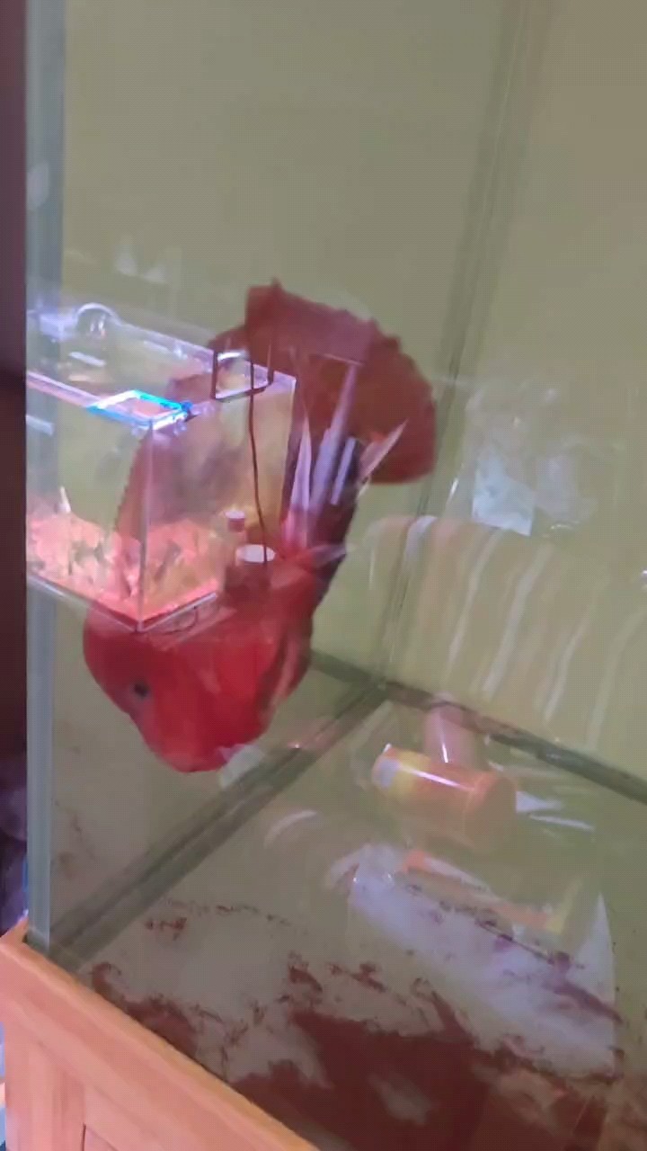 出一條8個多月全紅泰古羅漢